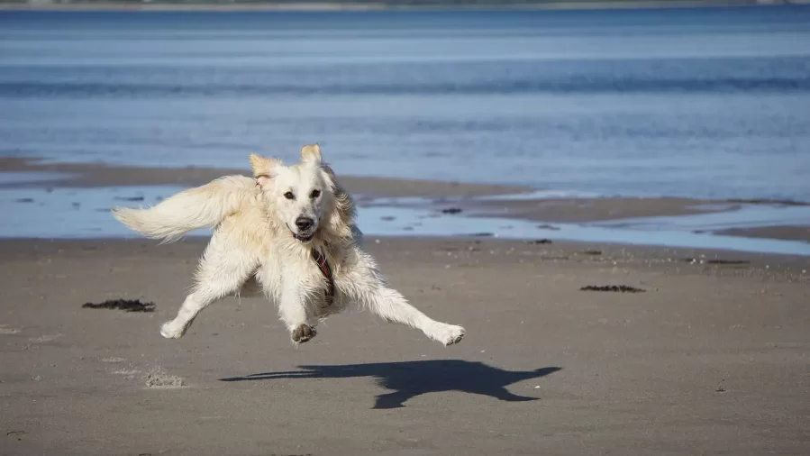 Recomendaciones para que tus mascotas puedan disfrutar de las vacaciones igual que vos