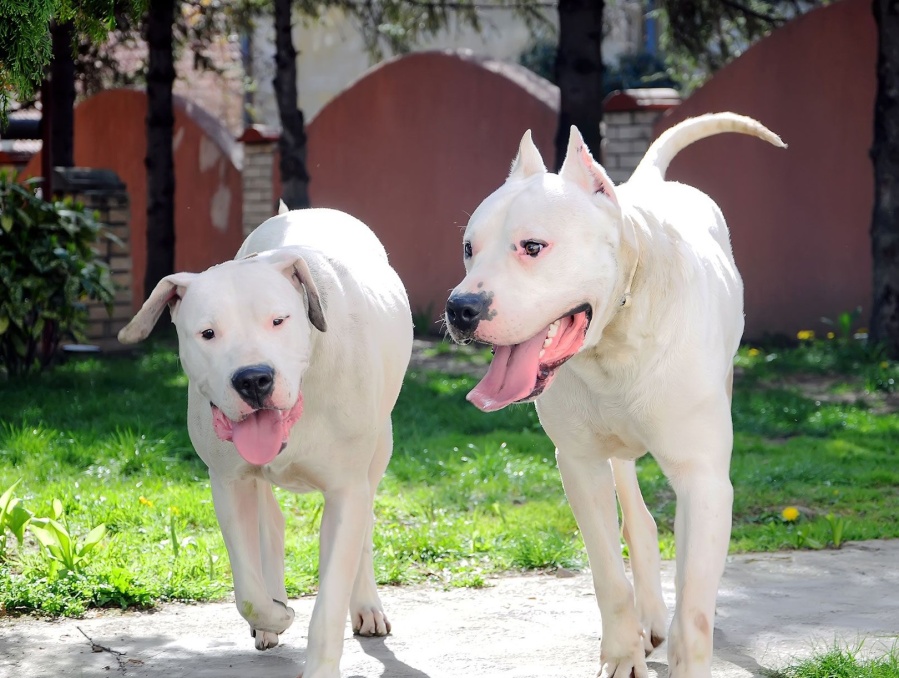 Vacunación gratuita para perros y gatos: el cronograma de la semana, desde Altos de San Lorenzo hasta Melchor Romero