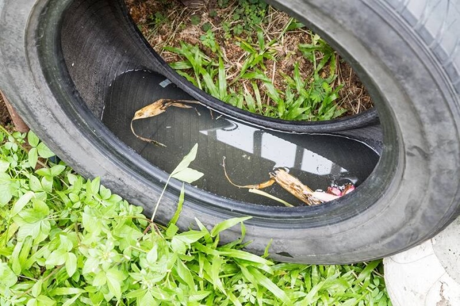 Tras los 135 milímetros de agua que cayeron en La Plata, se encendieron las alarmas por el dengue y brindaron recomendaciones
