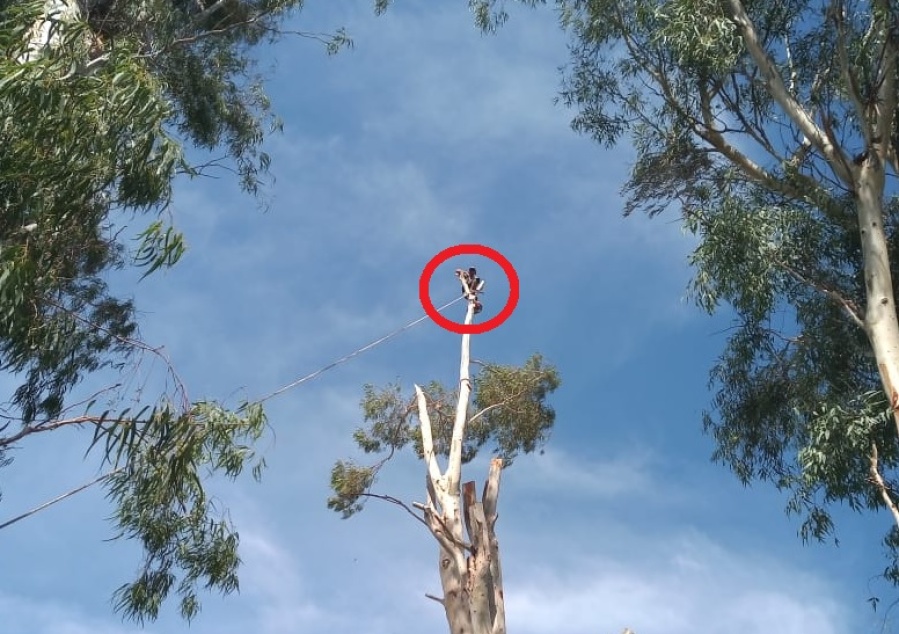 El ”tarzán” de La Plata sin miedo a nada: ”Nos dijeron que no, contrataron a otro, se electrocutó y nos volvieron a llamar”