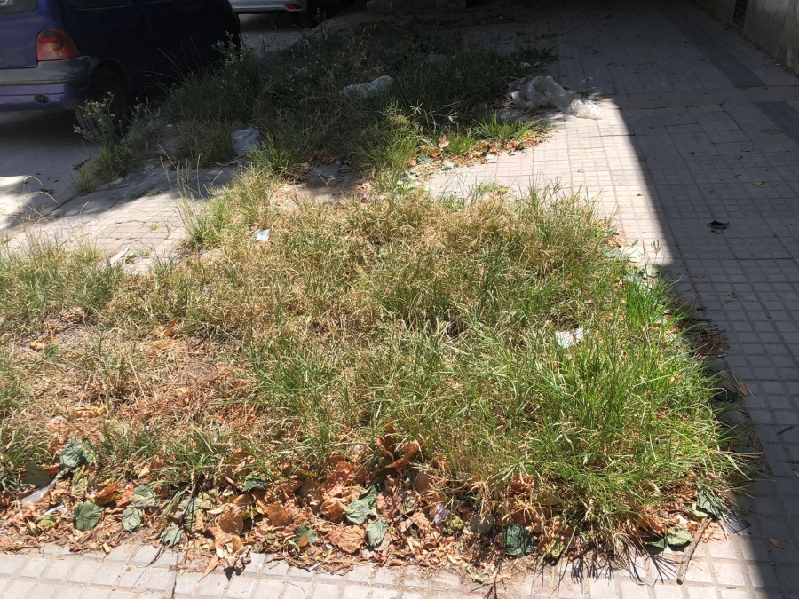 Vecinos de 43 entre 14 y 15 piden corte de pasto: ”se llena de mosquitos”