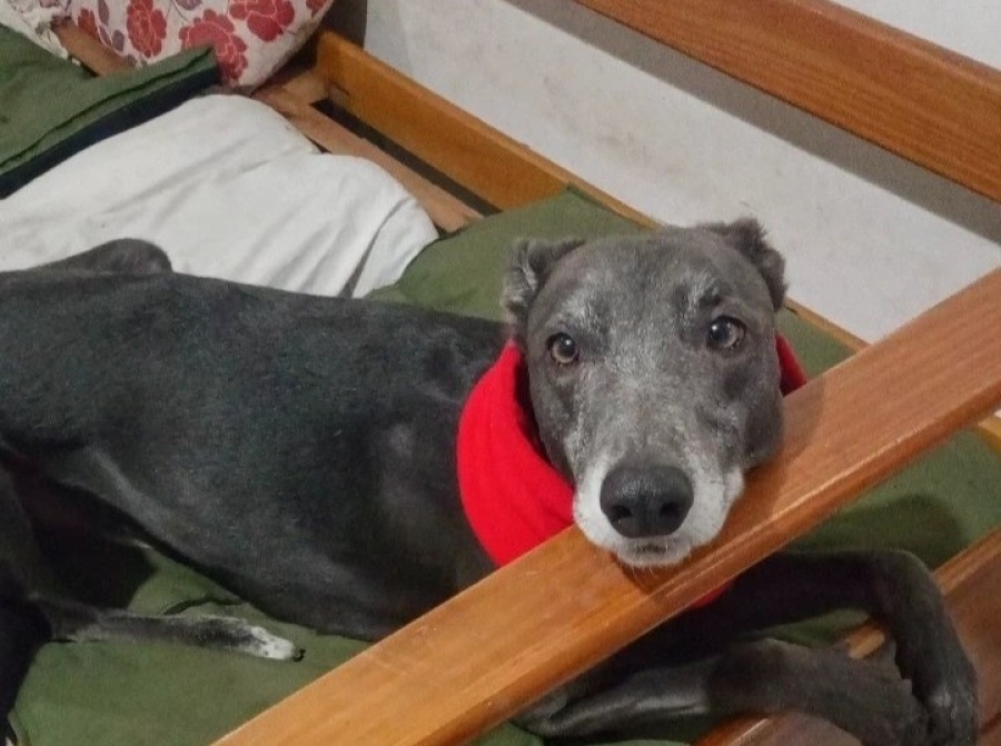 Adoptó un cachorrito y mostró su transformación en adulto: ”¿Quién es el de la segunda foto?”