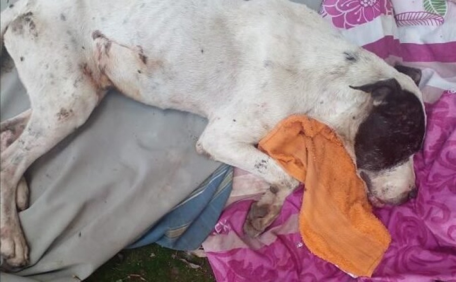 Un perrito de la calle fue herido con un petardo en Los Hornos: piden colaboración para los gastos de recuperación