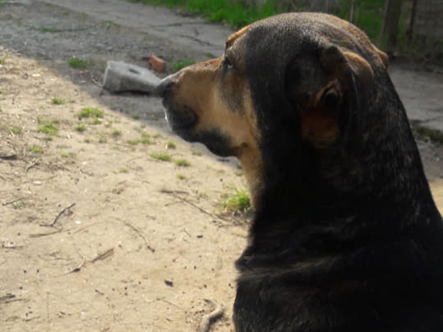 Envenenaron a su perra en La Plata y necesita ayuda para salvarle la vida