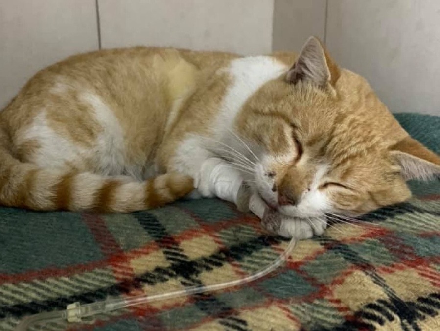Encontró un gato atropellado, le salvó la vida y ahora necesita ayuda para pagar los gastos