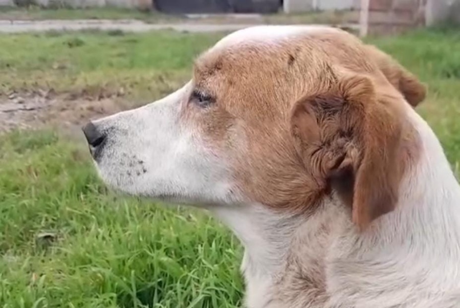 Le canta varias canciones a su perrito y muestra cómo reacciona cuando le menciona una en particular: ”Todas menos...”