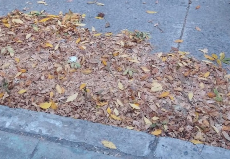 Vecinos de la zona de Parque Castelli reclamaron por la acumulación de hojas sin barrer