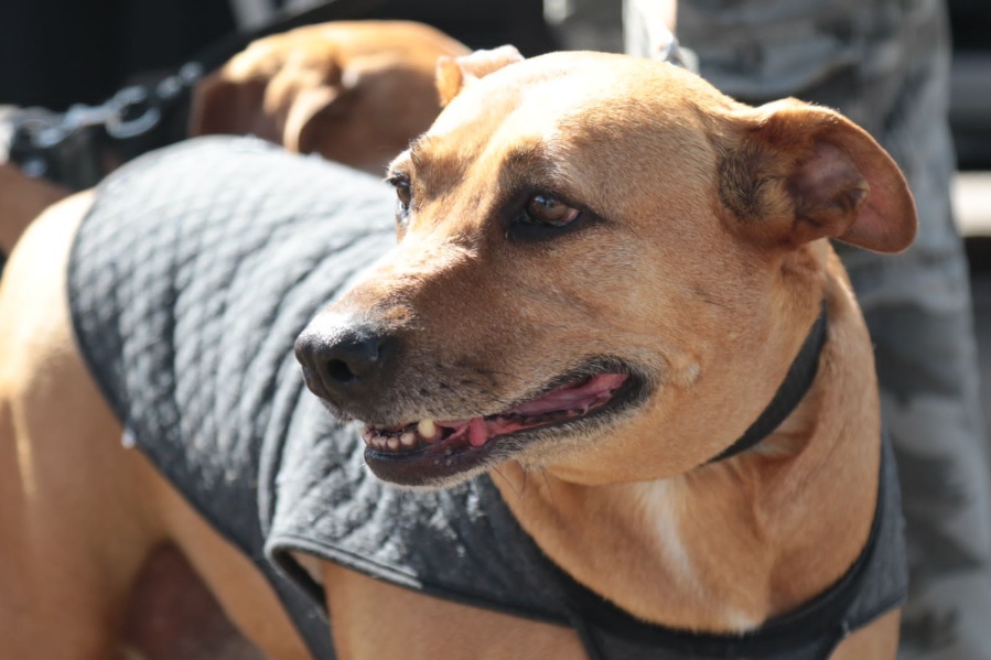Perros y gatos podrán ser desparasitados y recibir la vacuna antirrábica en distintos barrios de La Plata