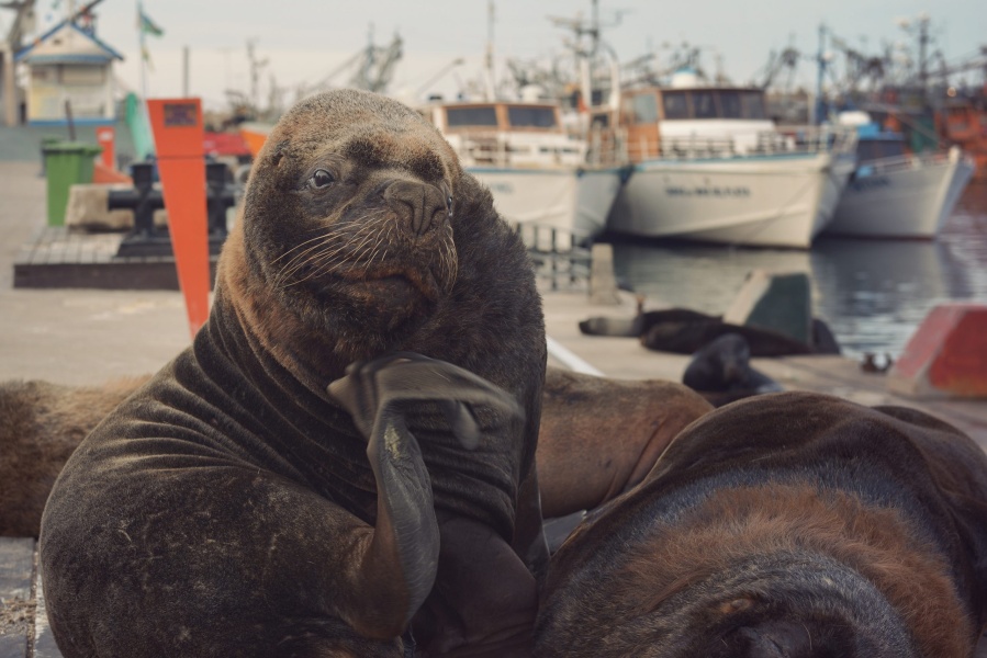 Crece la preocupación por la muerte de lobos marinos enfermos de gripe aviar en Mar del Plata
