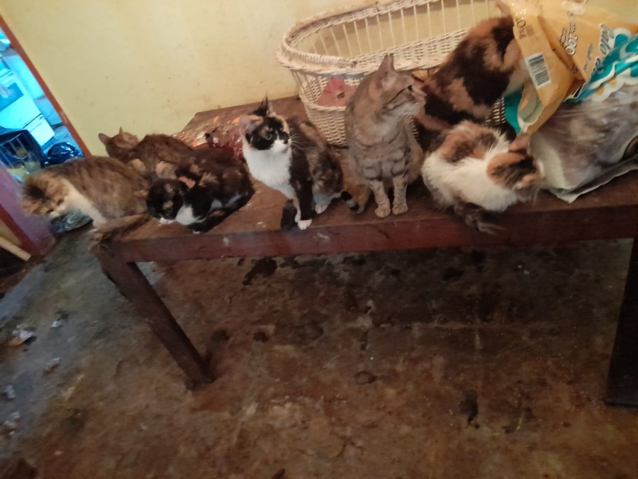 Piden ayuda urgente para una mujer que vive en pésimas condiciones con más de 50 gatos y perros: ”Hay animales muertos”