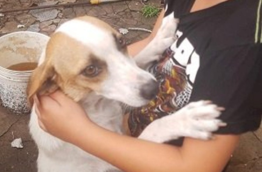 Le robaron a su mejor amiga: ladrones se llevaron a una perra de la casa de su dueño que está recién operado del corazón