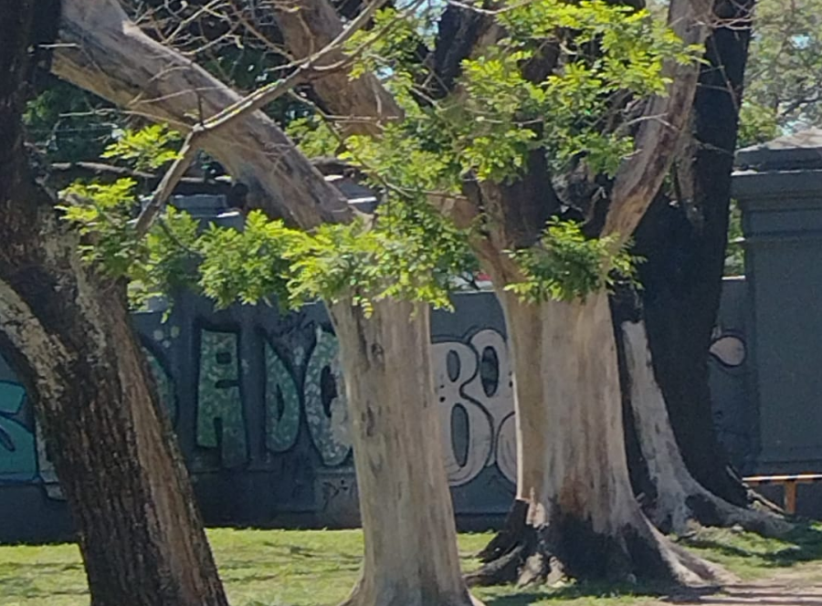 En el Parque Saavedra alertaron por árboles en muy mal estado: ”Nadie los saca”