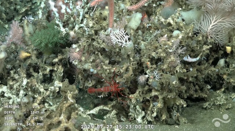 Exploraron las profundidades del Mar Argentino y lo que filmaron volvió locos a todos: ”ya no hay intimidad”