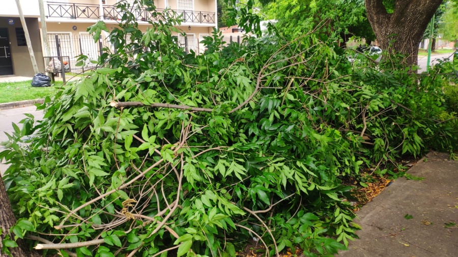 Vecinos se quejaron de la poda fuera de época en una cuadra de Los Hornos: ” Totalmente inoportuno”