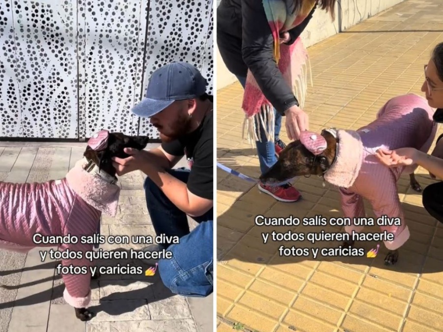 ”Salís con una diva y todos quieren hacerle fotos”: El extravagante y pulido outfit de una galga se robó todas las miradas