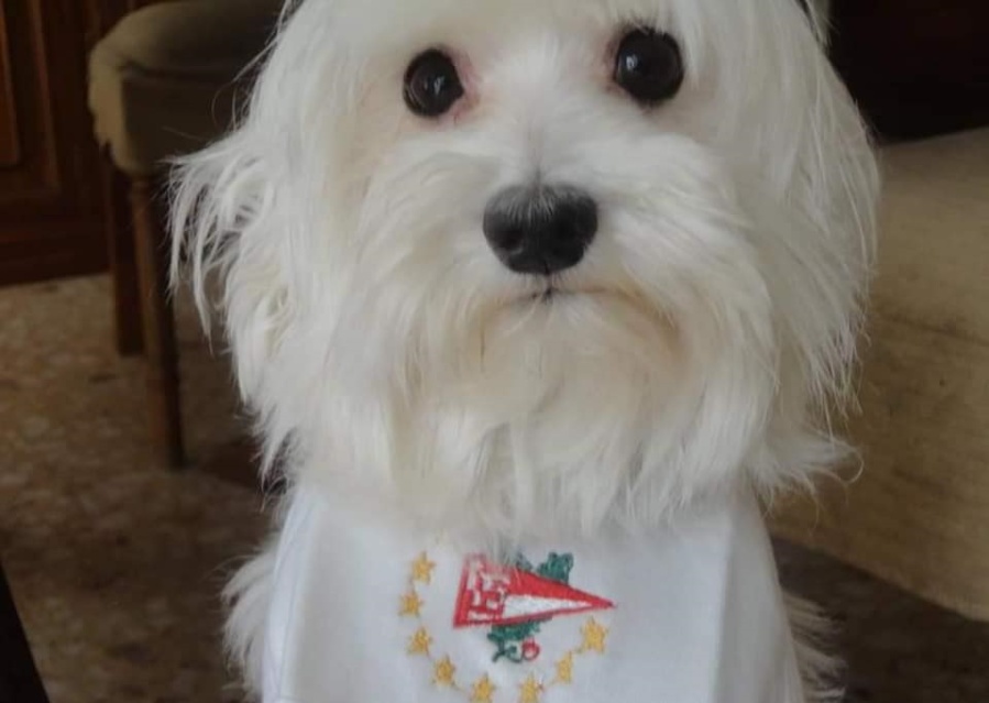 ”Hola, ¿usted perdió un perro?”: La conmovedora carta de un platense que se volvió viral