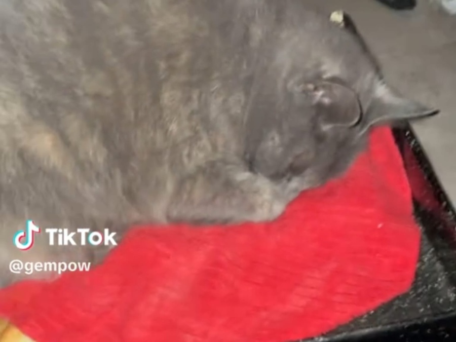 ”La verdadera ella durmió al calor de las masas”: una gata se hizo viral por dormir sobre panes recién horneados