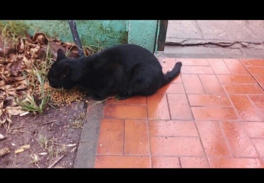 Maltrataban a un gato en Berisso, se mudaron y lo dejaron abandonado