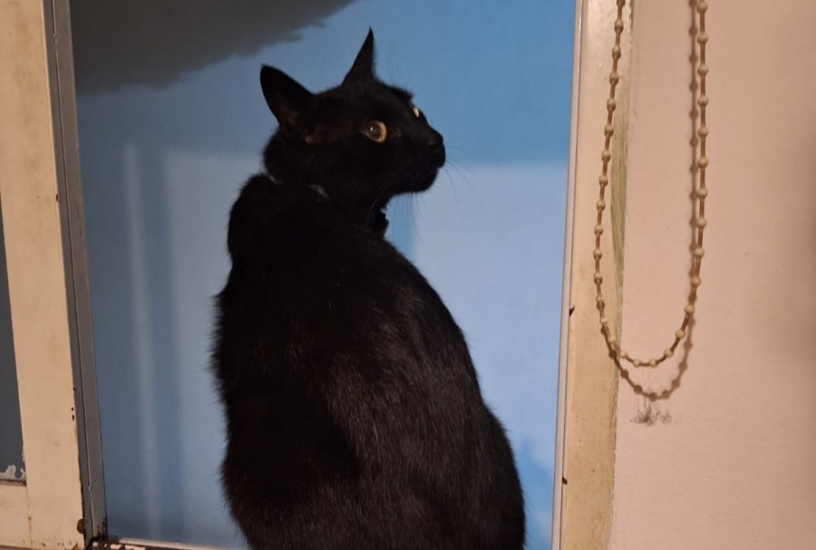 ”Jugar con el dolor es muy bajo”: una familia platense busca a Dorangel y trataron de estafarlos en medio de la angustia