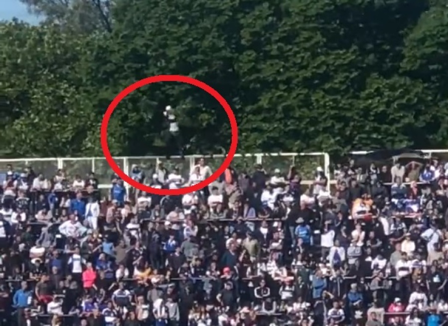 El insólito ”hincha-árbol” que fue furor en el duelo de Gimnasia contra Argentinos: ”Lo estuve mirando al menos 5 minutos”