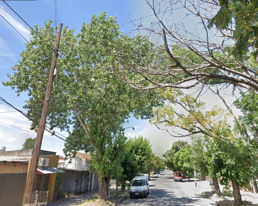 Preocupación por las lluvias en La Plata que podrían tirar un árbol en Villa Elvira