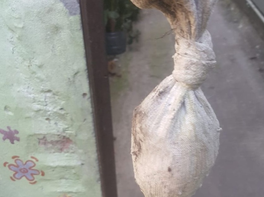 Un ”caramelo gigante” sorprendió a una platense en su patio y lo quemó por las dudas: ”Me quisieron asustar”