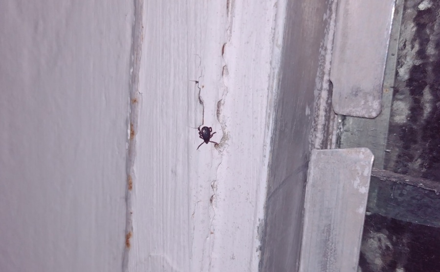 Se mudó a un departamento, descubrió que estaba lleno de garrapatas y la inmobiliaria no se hace cargo: ”Que nadie más caiga”