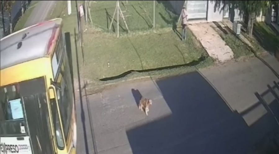 Un colectivo embistió a un perro en Barrio Aeropuerto