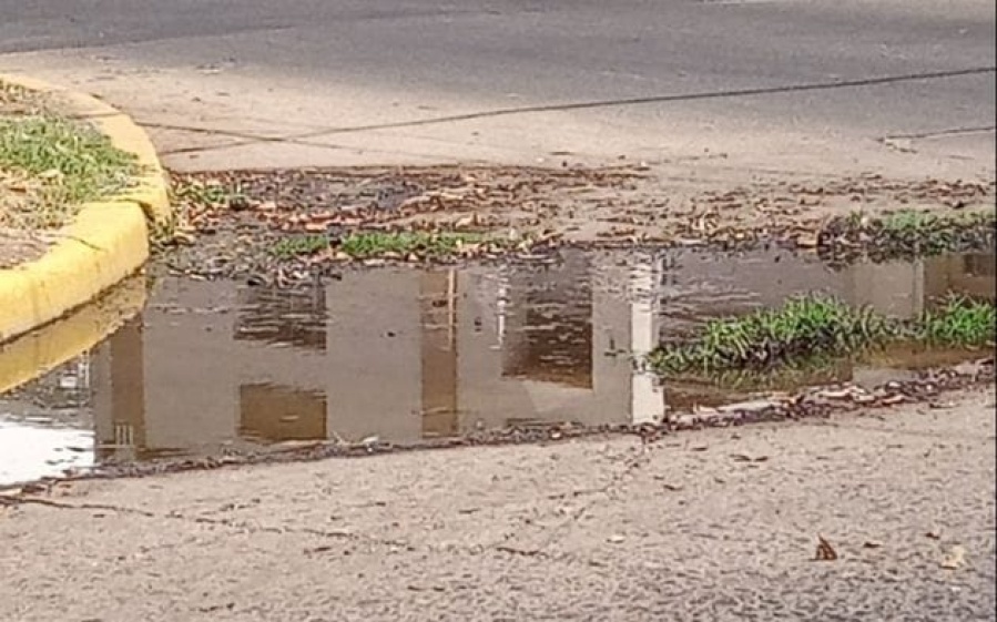 ”Hasta el pasto comenzó a crecer”: en 56 y 23 reclaman por la limpieza de un estancamiento de agua en plena calle