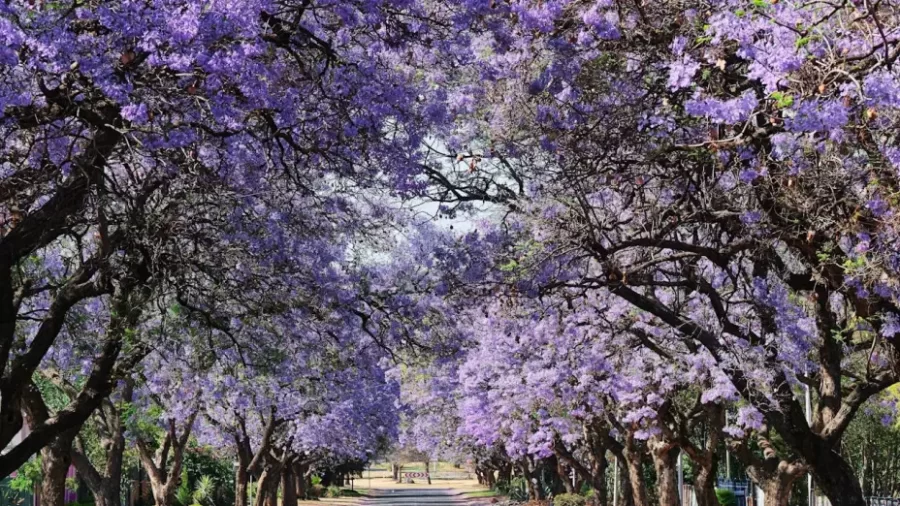 Primavera 2025: nuevas oportunidades y cierres bajo el equinoccio