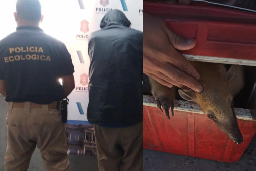 Quiso vender un oso hormiguero en una feria, se resistió a ser detenido y rompió un patrullero