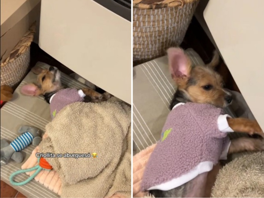 ”De vivir en la calle con sarna a estar calentita debajo de la estufa”: perrita platense disfruta el calor de hogar