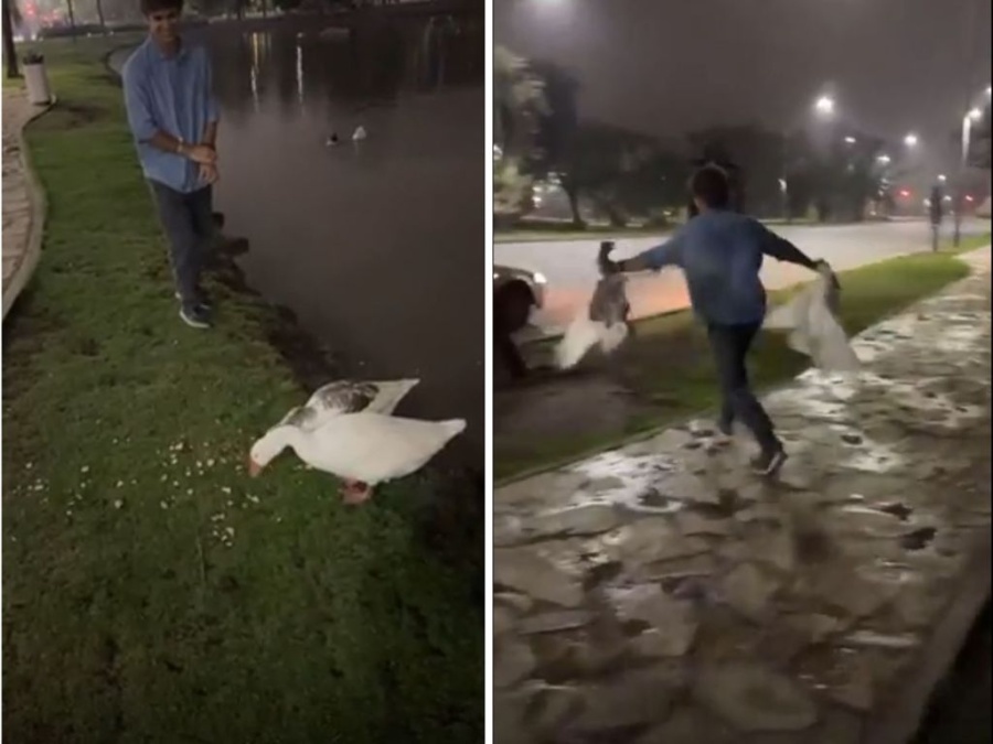 Salió del boliche y fue al lago a robarse dos gansos: El video que expone al sujeto que se llevó los animales a su casa