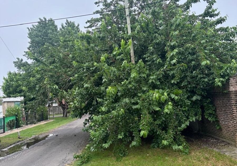 En 32 bis y 135 aseguraron que un árbol se transformó en la guarida perfecta para los ladrones