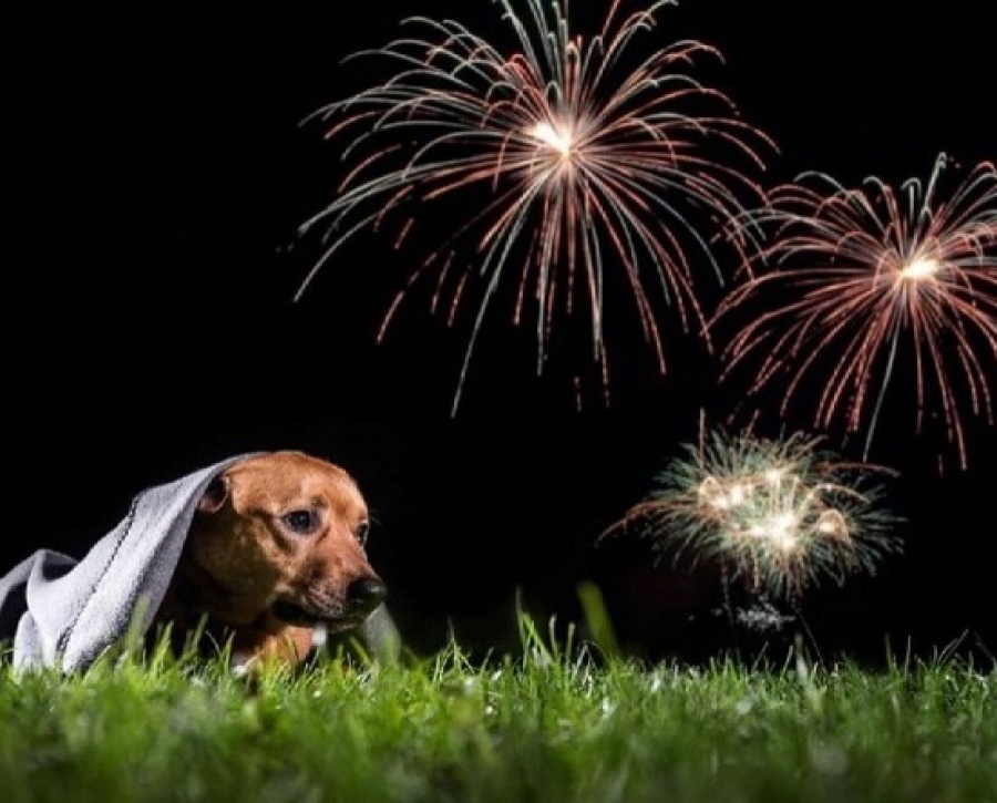 Revelaron los consejos para calmar a perros y gatos en Navidad y Año Nuevo ante los ruidos de fuegos artificiales