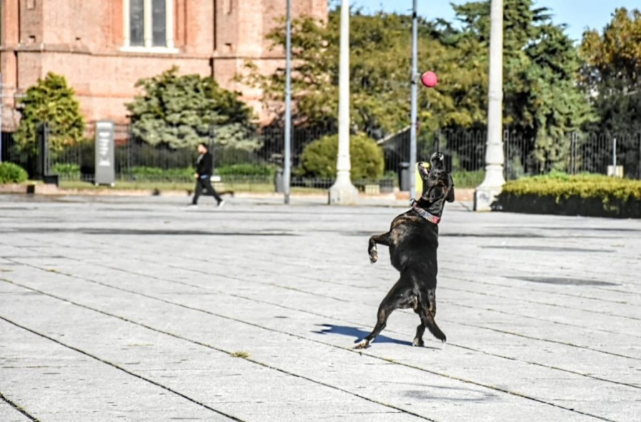 Los platenses que quieran adoptar o dar en adopción animales, podrán hacerlo por un mail municipal