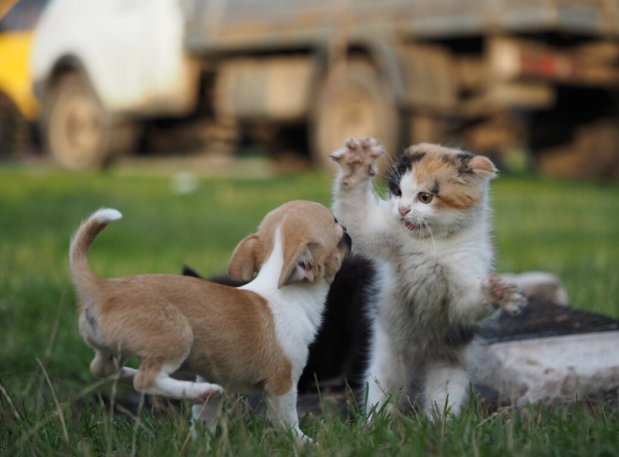 Habrá vacunación gratuita para perros y gatos en Gonnet, Tolosa y Altos de San Lorenzo durante toda la semana