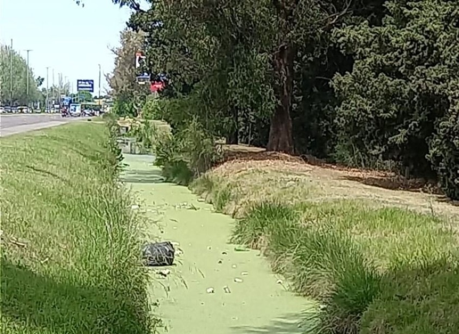 En Gonnet alertaron por el verdín y la suciedad en zanjas de Camino Centenario y 495