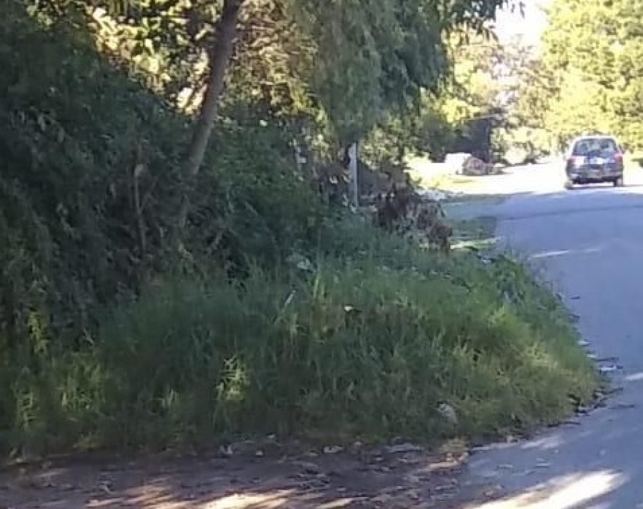 En San Carlos reclamaron por la falta de limpieza en una esquina y apuntan a un vecino