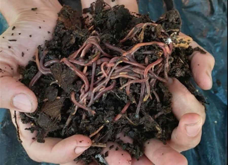 Una platense vendía lombrices y ahora solamente las cuida en su casa: ”Muchos se decepcionaban y me insultaban”