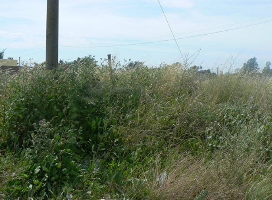 ”Dan ganas de llorar”: el enojo en Villa Elvira por las zanjas sucias y pastos altos