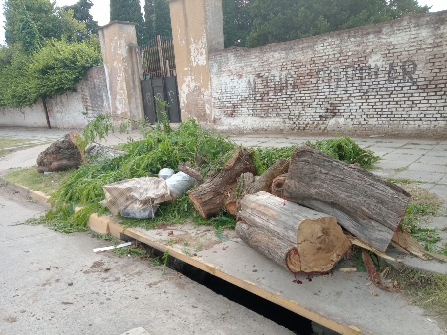 “¿Podrían volver a poner una garita, no?”: la bronca de una vecina por troncos en una parada de micros de Los Hornos