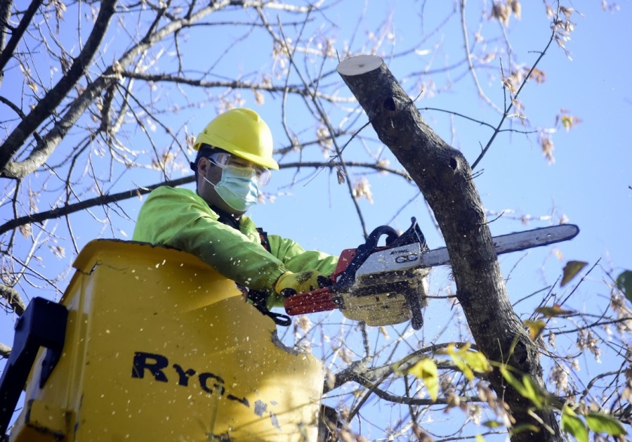 La Municipalidad de La Plata apelará la medida judicial que suspende la poda en el arbolado público