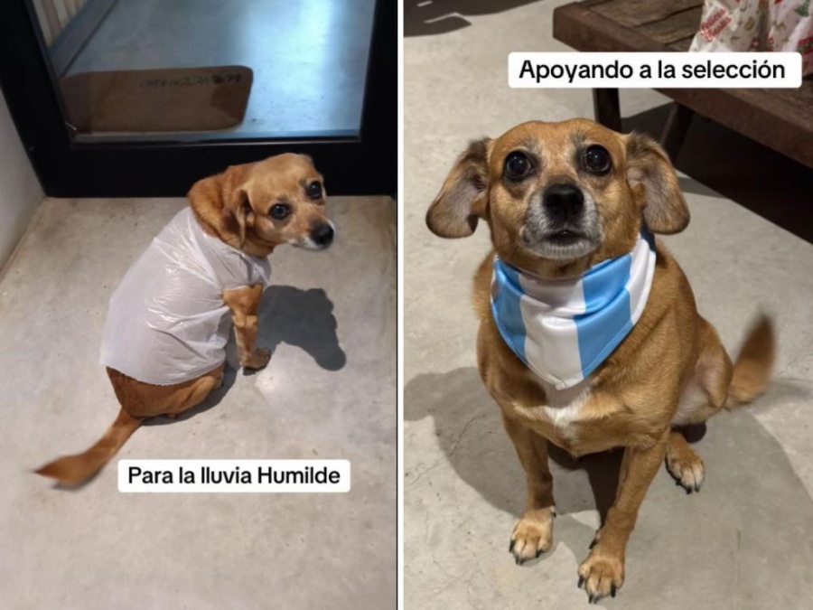 Reciclaje, nacionalismo y estilo: Un perrito fue furor en Tik Tok por su versatilidad al vestir para todas las ocasiones