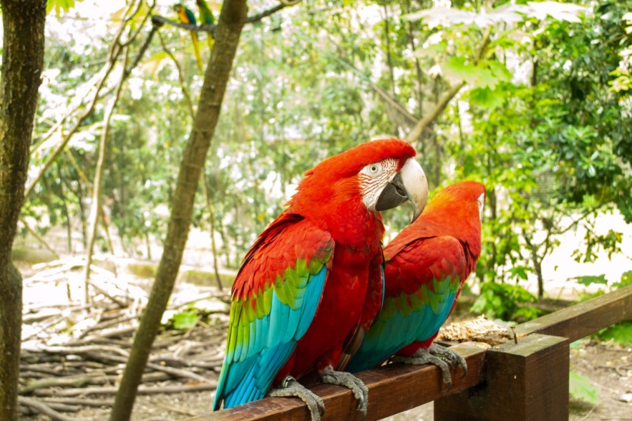 El Bioparque de La Plata trabaja para la reproducción de un animal extinto en el país