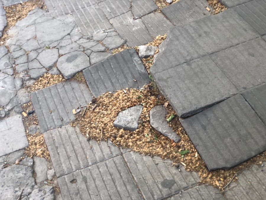 Vecinos de calle 13 y 47 reclaman por las raíces de los arboles: ”Nos está levantando las veredas”