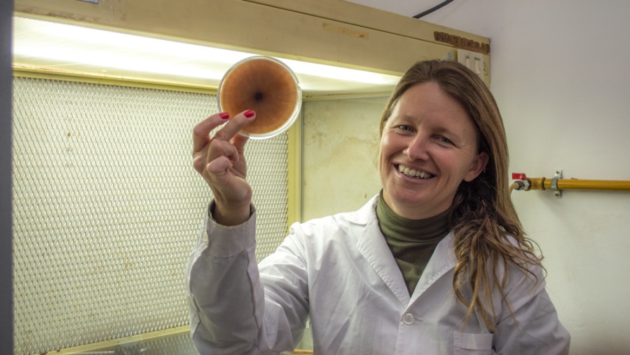 Científicos platenses buscan combatir un hongo que afecta la exportación de sorgo por parte de Argentina