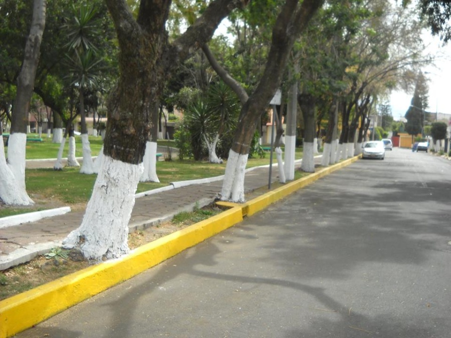Un detalle cotidiano: ¿para que se pintan de blanco los troncos de los árboles?