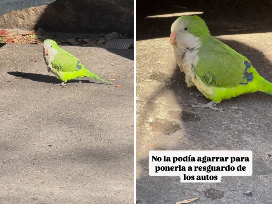 Encontró una cotorrita bebé en las calles de La Plata y la adoptó: ”la amé desde el instante que la ví”