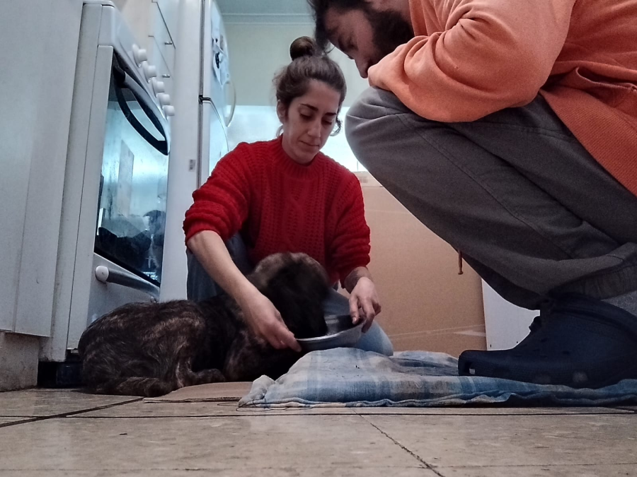 La atropellaron en 520 y 137, llevaba 4 días abandonada, y viajaron con su novio en un hermoso acto de amor: ”Era urgente”